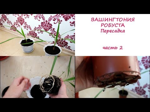 Видео: Вашингтония робуста. Пересадка..//Валентина Земскова