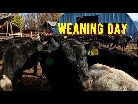 Видео: Самый громкий день в году на ранчо