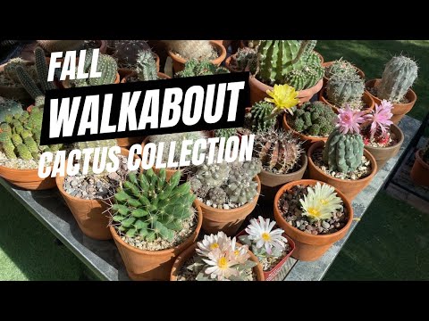 Видео: Прогулка по осенней коллекции кактусов