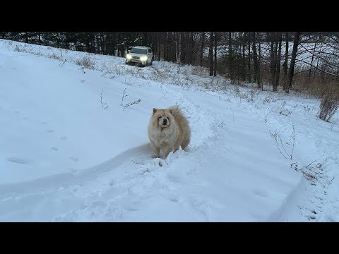 Видео: 🎄🪩🍸для новогодне-вечериночного настроения