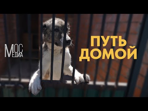 Видео: Документальный фильм о жизни приюта для безнадзорных животных