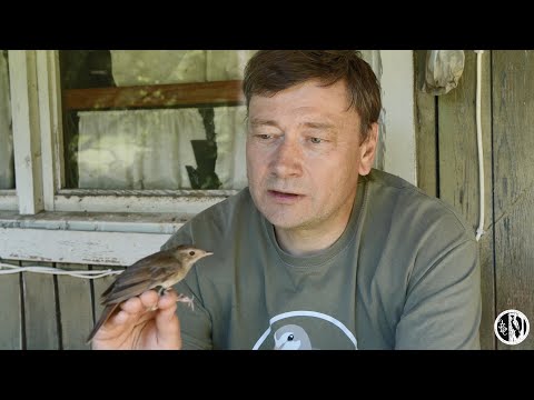 Видео: Птицелов.  Документальный фильм.