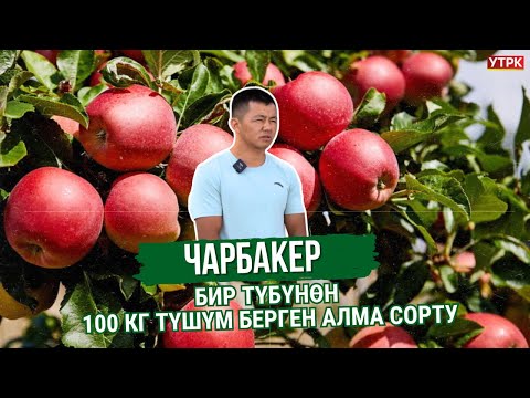 Видео: Бир түбүнөн 100 кг түшүм берген алма сорту | Чарбакер