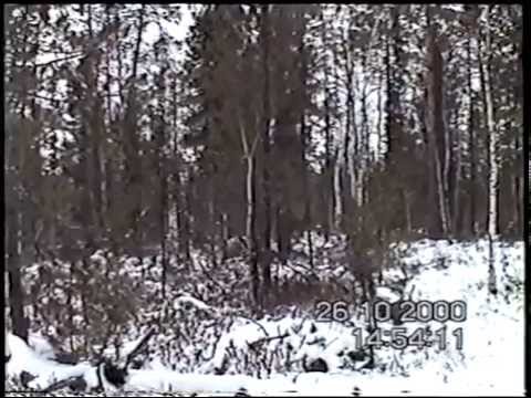 Видео: Охот-промысел 2000 (сразу после травмы головы)