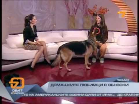 Видео: Училище за кучета ПОСЛУШЕН TV7 (Будилник)