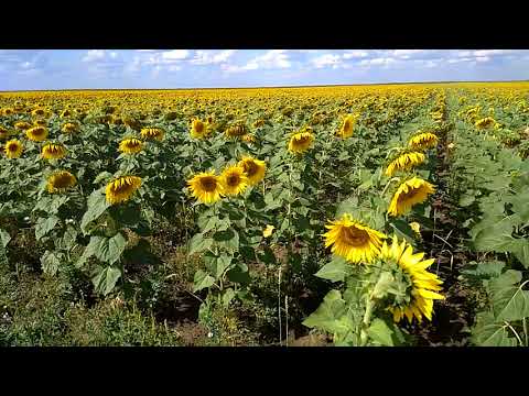 Видео: Нормы высева подсолнечника.2017г.