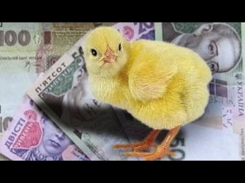 Видео: Бройлеры как бизнес.Мой опыт и наблюдения за 10мес.