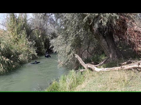 Видео: Продолжаются поиски с водолазами на речке Муканчи (09.09.2024г)