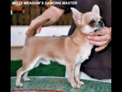 Видео: Бывают ли #собаки без #ИНБРИДИНГА ? 08.03.24 #купитьчихуахуа 89215950848 #buypuppysellchihua#продаю