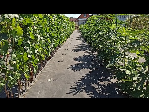 Видео: Каталог готов! Принимаю заказы на саженцы!  Тел,WhatsApp и Telegram. : 8-918-43-794-43