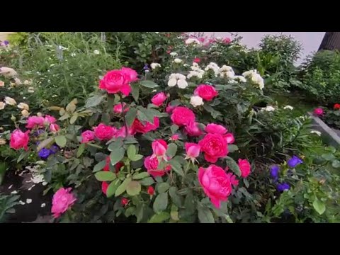 Видео: Цветение роз 2021 🌹Бенджамин Бриттен ( Rose Benjamin Britten)