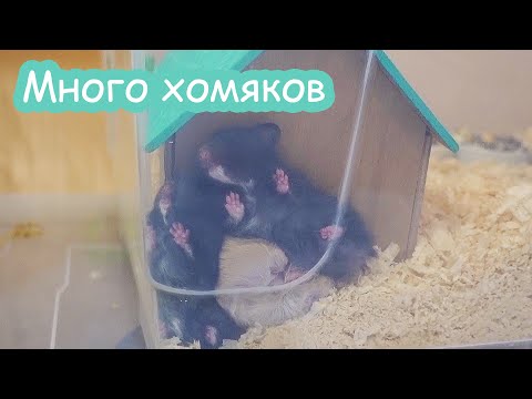 Видео: Псих. 6 чёрных хомяков. Уборка у всех