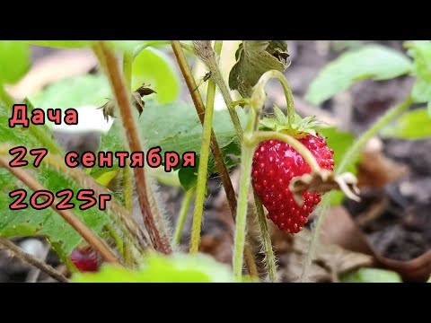Видео: Вынесла корни, переложила пакет, дача 27 сентября 2025г