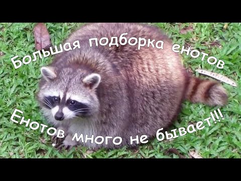 Видео: Лучшие приколы с Енотами/Большая подборка/енотов много не бывает
