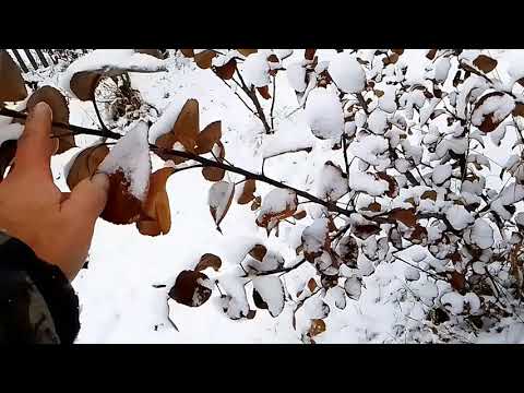 Видео: Черенки для прививки  осень зима 2025 год