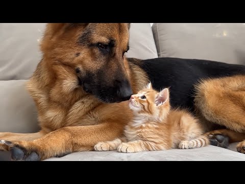 Видео: Милая попытка немецкой овчарки подружиться с котёнком