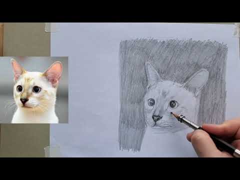 Видео: Рисунок кошки в 3/4 карандашом #учимсярисовать