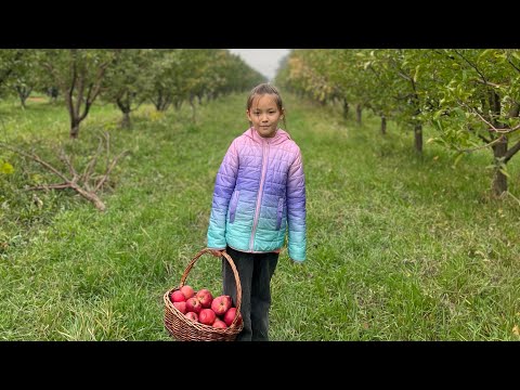 Видео: Яблоневый сад 🍎 #яблоки #apple #youtube #video #family #weekend 