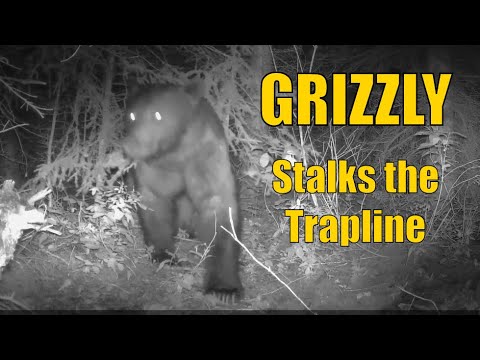 Видео: Trapline Recon выходит из-под контроля: гризли, волки, рыси и редкий коричневый медведь