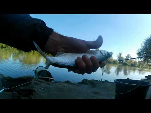Видео: Рыбалка на Кубани.Топленый опарыш и Арома выручает...