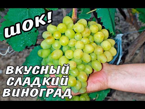 Видео: ШОК!!! КАК ВЫРАСТИТЬ ВКУСНЫЙ ВИНОГРАД. СОВЕТЫ ПРОФЕССИОНАЛА