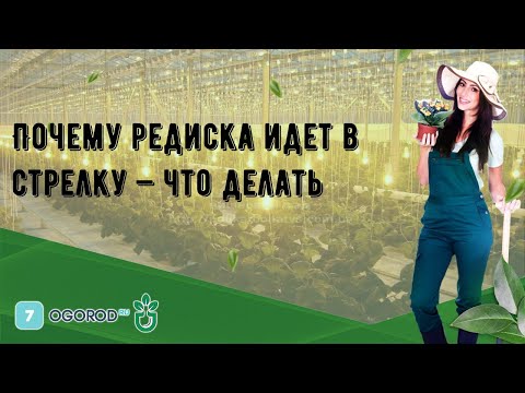 Видео: Почему редиска идет в стрелку — что делать