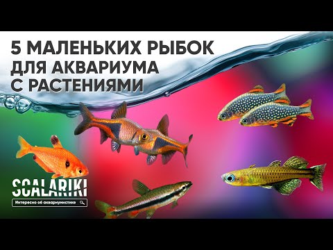 Видео: 5 самых маленьких рыбок для аквариума с живыми растениями. Часть 1