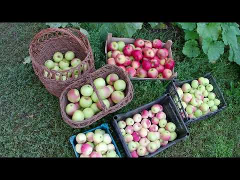 Видео: Урожай летних яблок сорт Мельба и осенних. Вес крупных яблок в 2022г. Хранение яблочного урожая.