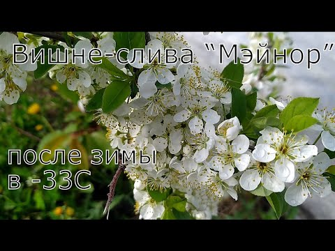 Видео: Сливово-Вишнёвый Гибрид Мэйнор и не только