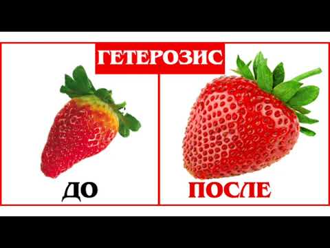 Видео: Гетерозис. Гибридная сила