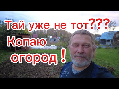 Видео: Тай уже не тот? Или ....? Убираю остатки урожая!