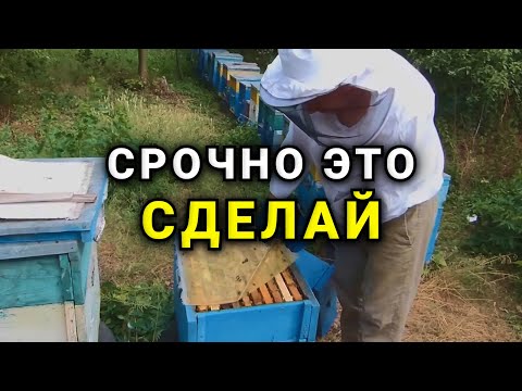 Видео: Срочные осенние работы на пасеке. Сокращение гнезд на 145 рамку, Сироп, обработка от клеща.