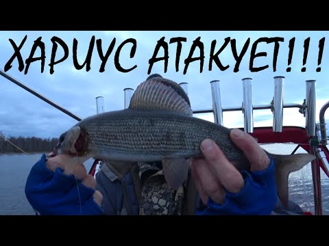 Видео: РЫБАЛКА в КАРЕЛИИ на ОНЕГО!!! ХАРИУС АТАКУЕТ!!!