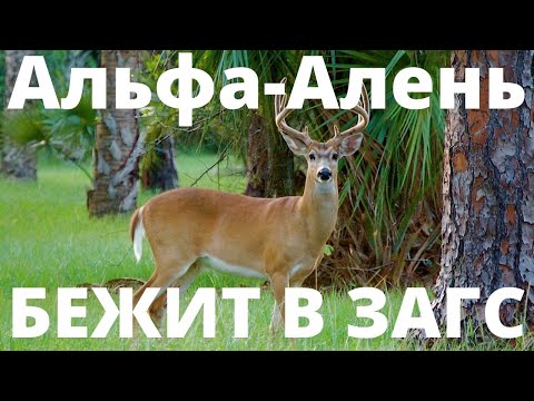 Видео: Альфа Алень гордо идет в ЗАГС