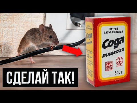 Видео: ИСПОЛЬЗУЙ ЭТО, чтобы Избавиться от Крыс и Мышей Навсегда…