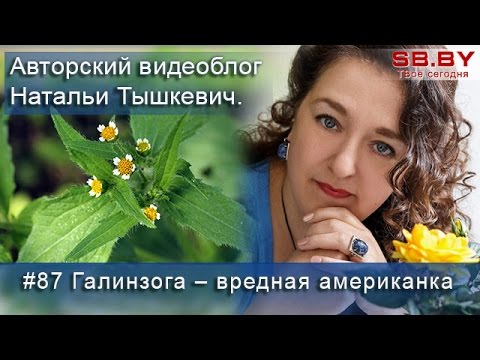 Видео: Галинзога – вредная американка