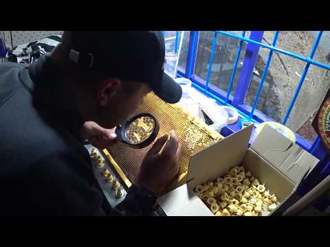 Видео: Работа с прививочным ящиком