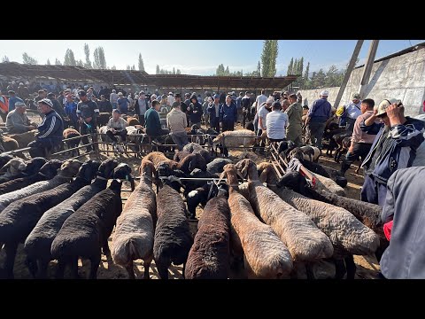 Видео: КОЙ БАЗАР  НООКАТ / 1-Сентябр 2024 Жыл