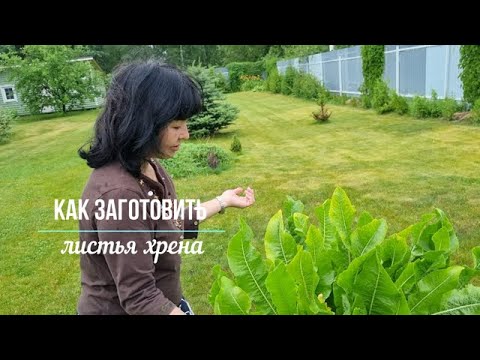 Видео: Заготовка листьев хрена.