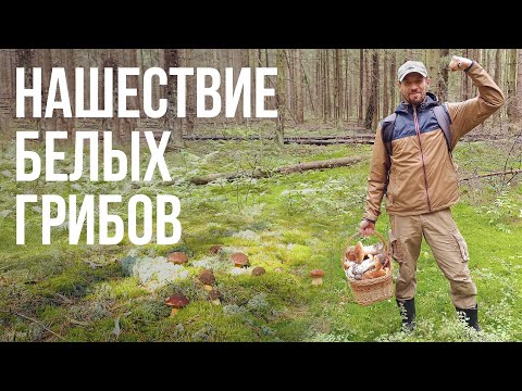 Видео: ГРИБЫ НАС НЕ ОТПУСКАЮТ. Смотреть до конца. Белые попёрли. Грибной сезон 2021