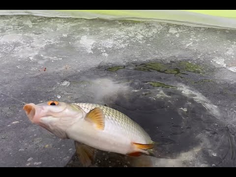 Видео: КРУПНАЯ ПЛОТВА НА ВАНИЛЬНУЮ МАНКУ.