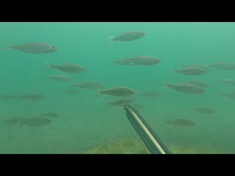 Видео: Охота на кефаль, сазан