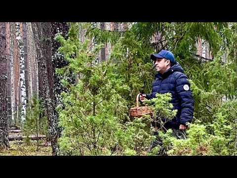 Видео: ГРИБЫ в НОЯБРЕ! Грибник не ожидал найти столько Грибов! Грибы