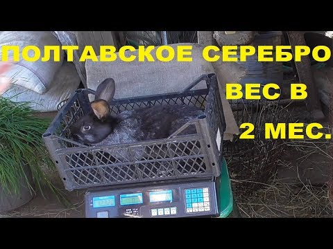 Видео: Кролики. Полтавское серебро - взвешивание в 2 месяца.