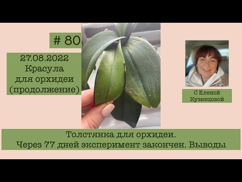 Видео: # 80  Я разочарована! Толстянка и орхидея -  эксперимент закончен. #УходЗаОрхидеями #ЛечениеОрхидей