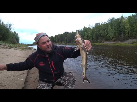 Видео: ЗА НАЛИМОМ ОСЕНЬЮ, РЫБА НА МИЛЛИОН НА ДОНКУ! РЫБАЛКА НА ДОНКИ, ОДИН НА РЕКЕ! ПЕРВЫЙ ВЫХОД 2024 !