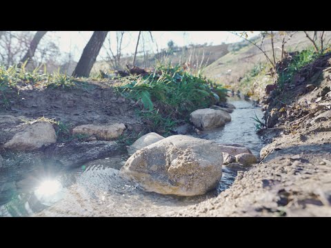 Видео: Полезное растение для курятника. Зимний лесосад. Кортадерия. Османтус. Зимний пруд