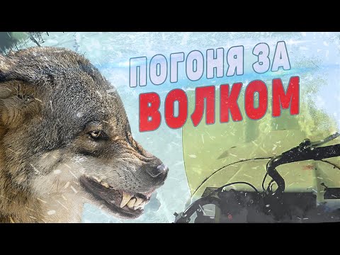 Видео: Охота на волка в Якутии. На защите стад оленей.