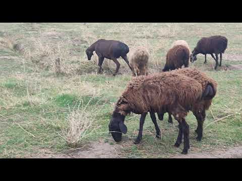 Видео: Кой жеке Чарбачылык.#Ozgon#байтв #horse #улуттукспорт#