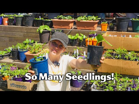 Видео: Весна пришла! — Садовые новости и мой секрет выращивания здоровой рассады